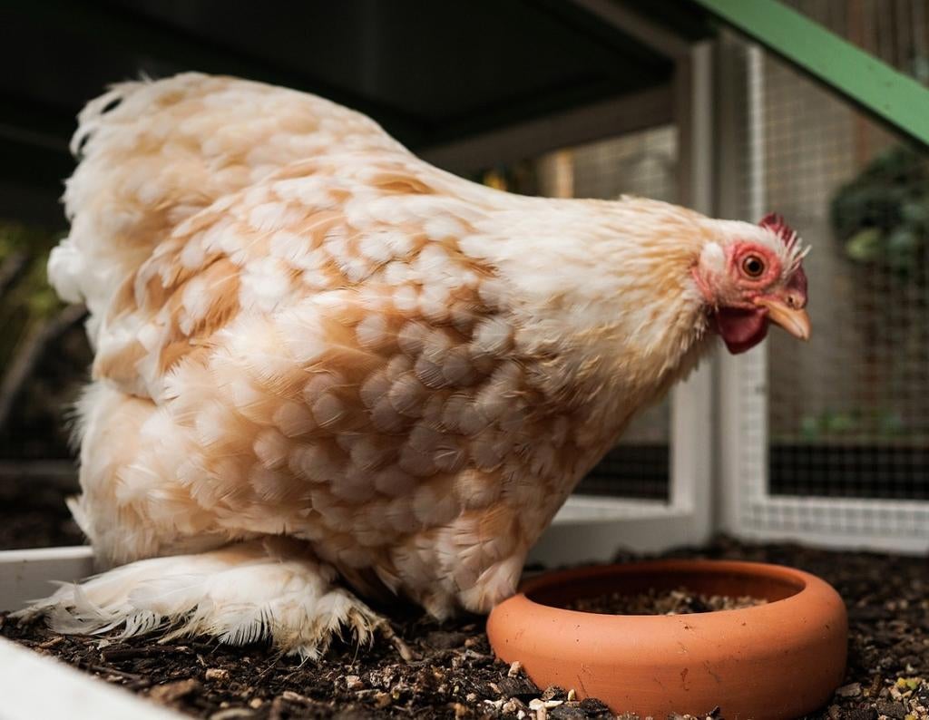 Cochin krielkippen jonge hennen beschikbaar, Vrouwelijk, Kip