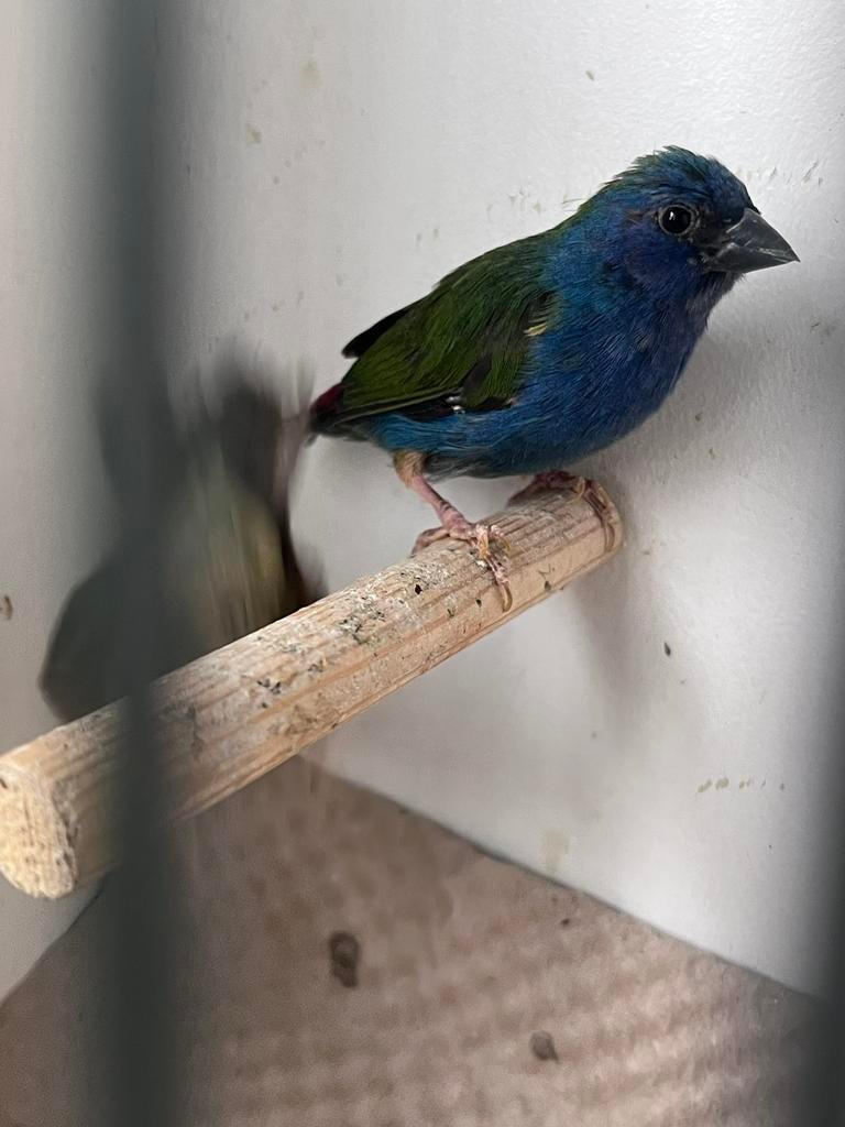 Forbes papegaai amandine, Dieren en Toebehoren, Meerdere dieren, Tropenvogel, Geringd