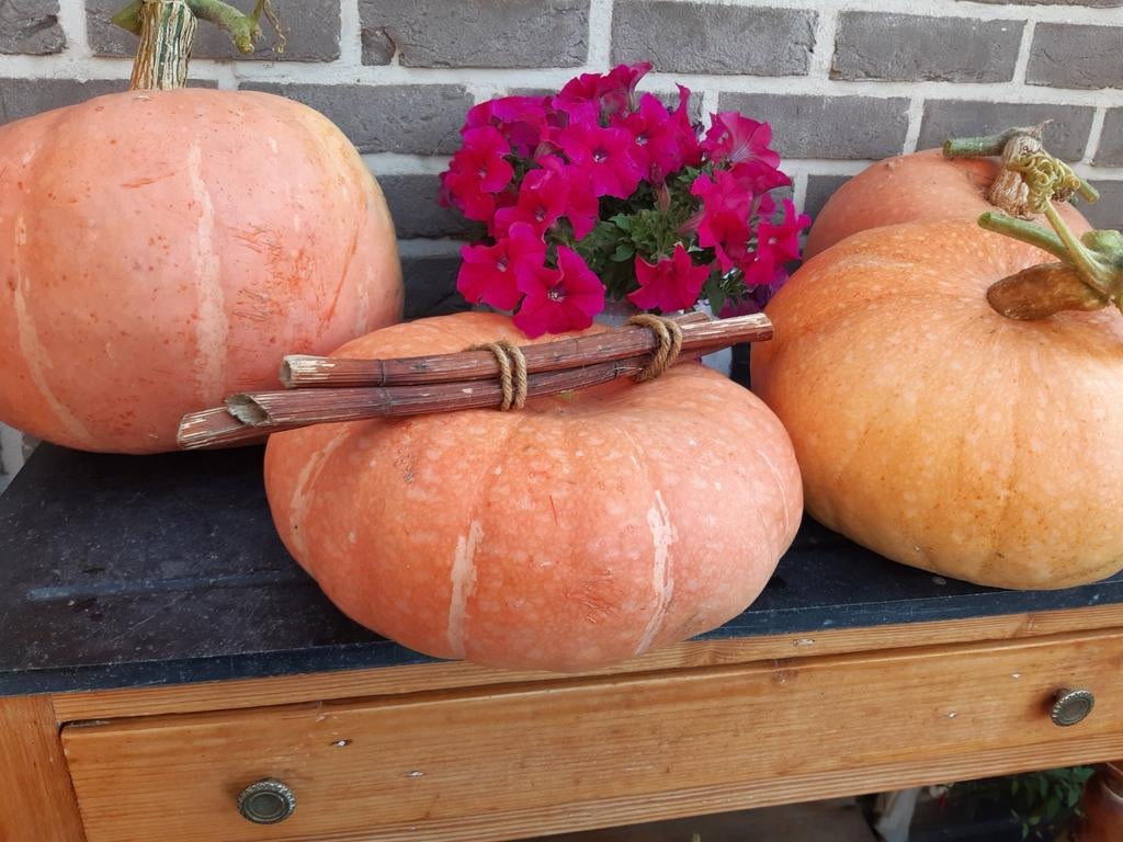 Bio pompoenen, Ophalen