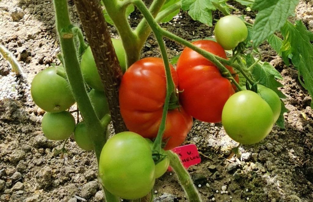 Belgische tomaat Rouge de Namur - 5 zaden, Verzenden, Voorjaar, Zaad