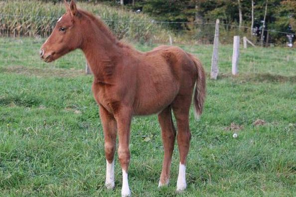 Pouliche Narcos ll x Voltaire 2025