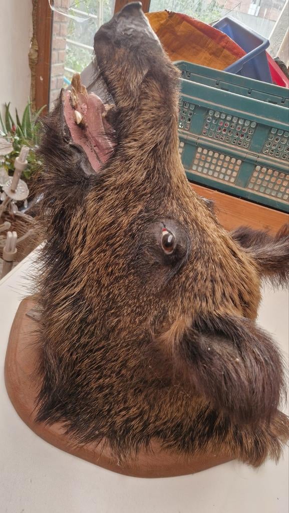 Tête de sanglier, Enlèvement