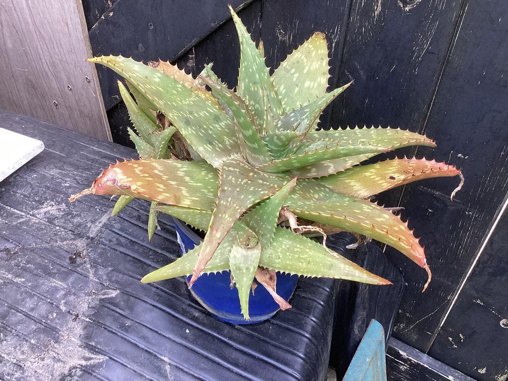 Aloë vera, Tuin en Terras, Planten | Tuinplanten, Ophalen