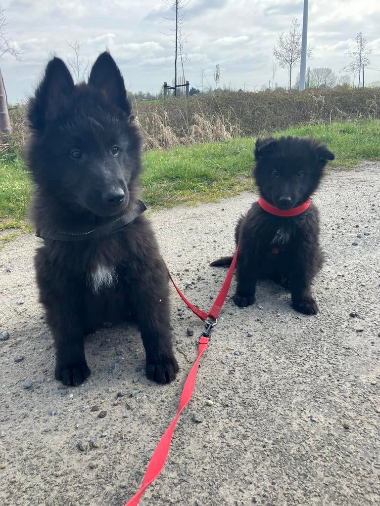 Groenendalers pups, België, Parvo, 8 tot 15 weken, Meerdere