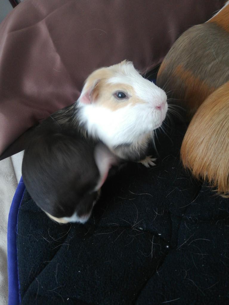 Cochon d'Inde mâle, Février, Mâle, Cobaye