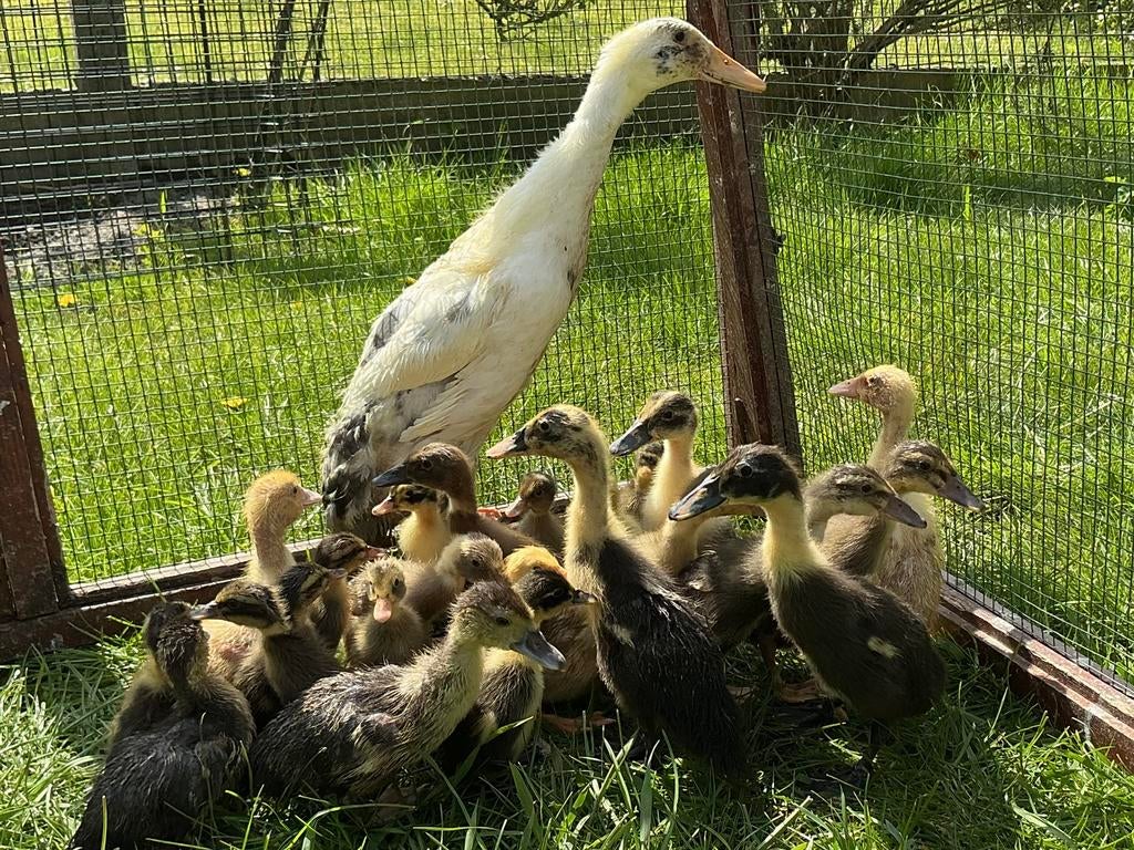 Indische loopeendjes, Dieren en Toebehoren