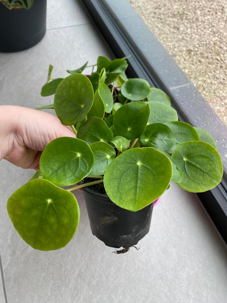 Mooie pannenkoekenplant. Mooie groene bladeren., Ophalen of Verzenden