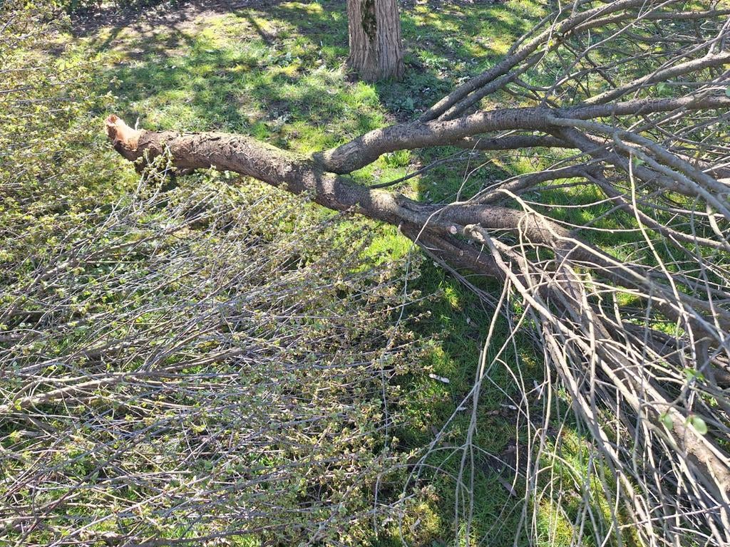 Gratis boom ophalen voor brandhout, Ophalen