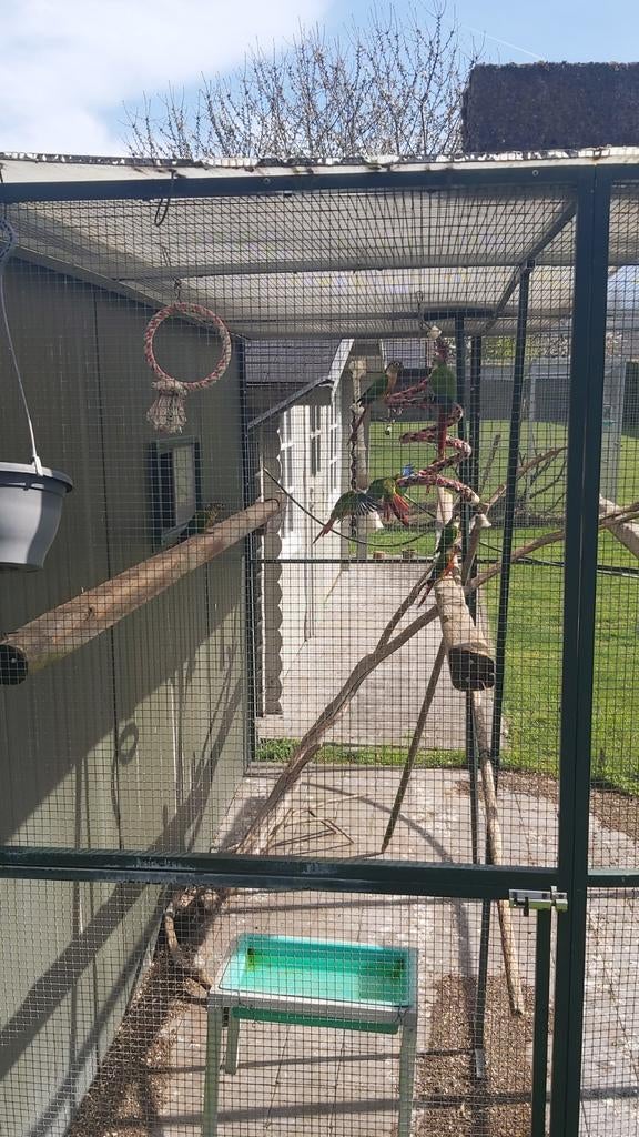 parkieten hypoxantha, Bagué