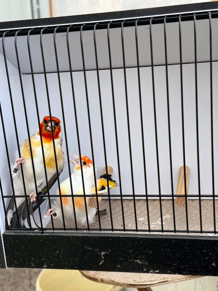 Paire de grands chardonnerets (chardonnerets), Plusieurs animaux, Oiseau chanteur sauvage, Bagué