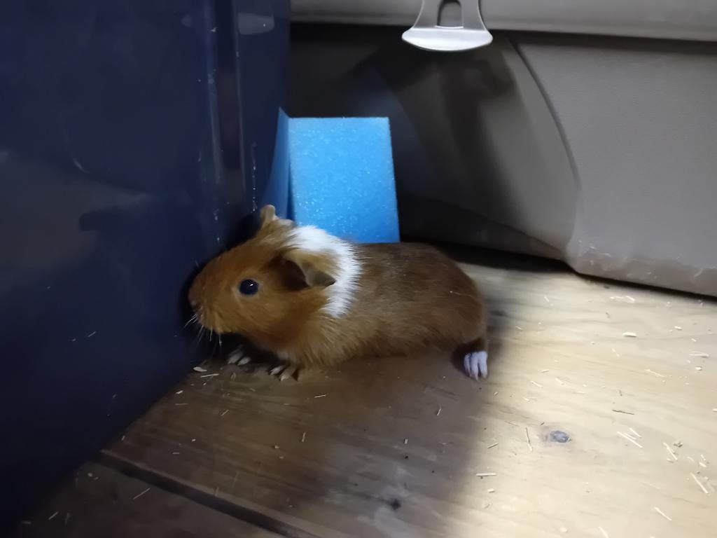 Verschillende nestjes cavia's (mannetjes), Maart, Mannelijk, Cavia