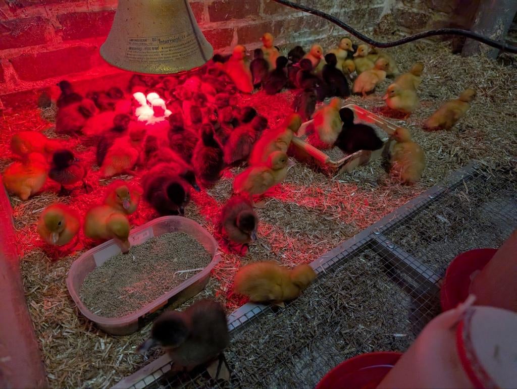 Kuikens krombek eend, Dieren en Toebehoren, Pluimvee, Eend