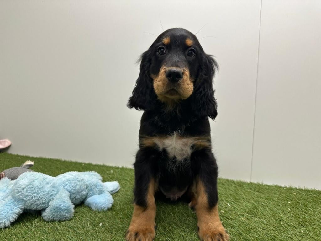 Kruising Berner Sennen x Cavalier pups, België, 8 tot 15 weken, Parvo, Meerdere