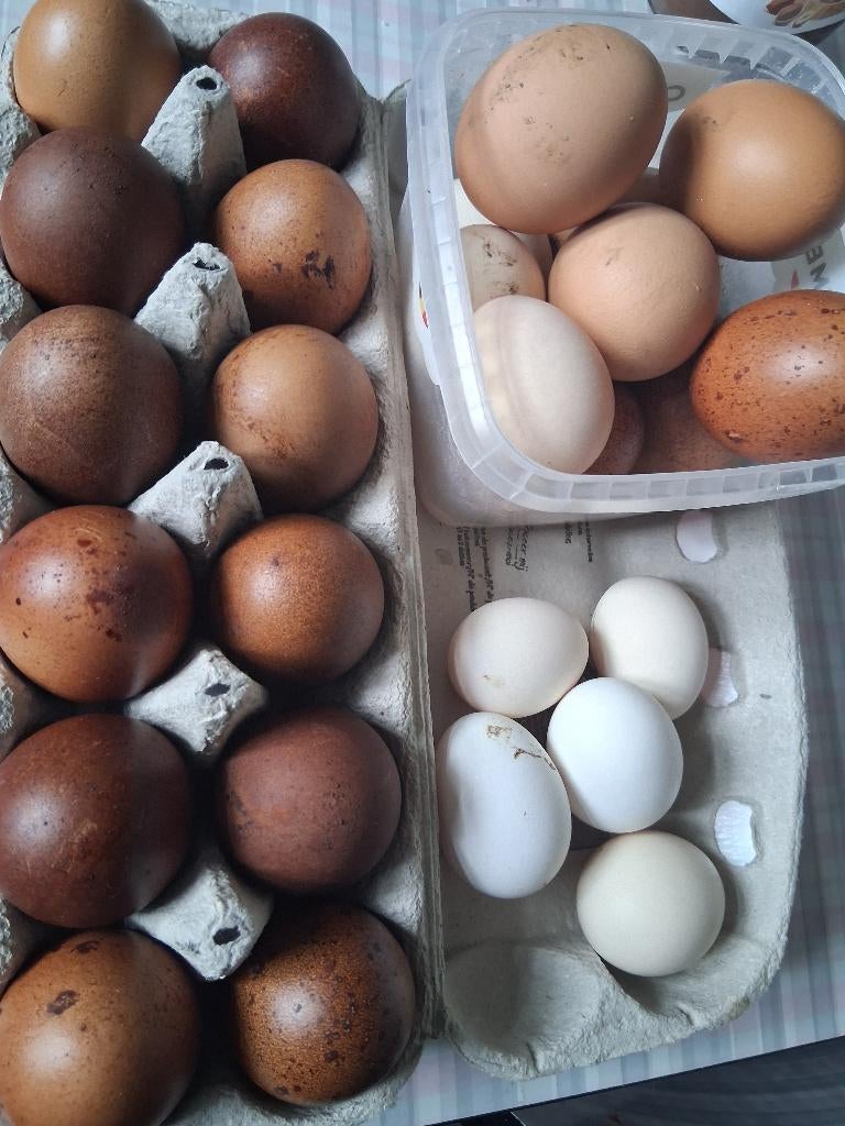 verse bio eieren te koop, Dieren en Toebehoren, Ophalen