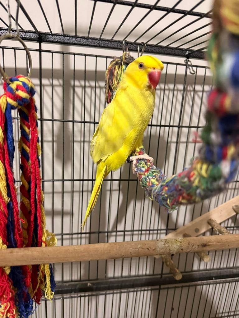 Lutino Halsbandparkiet, Animaux & Accessoires, Sexe inconnu, Perroquet, Bagué