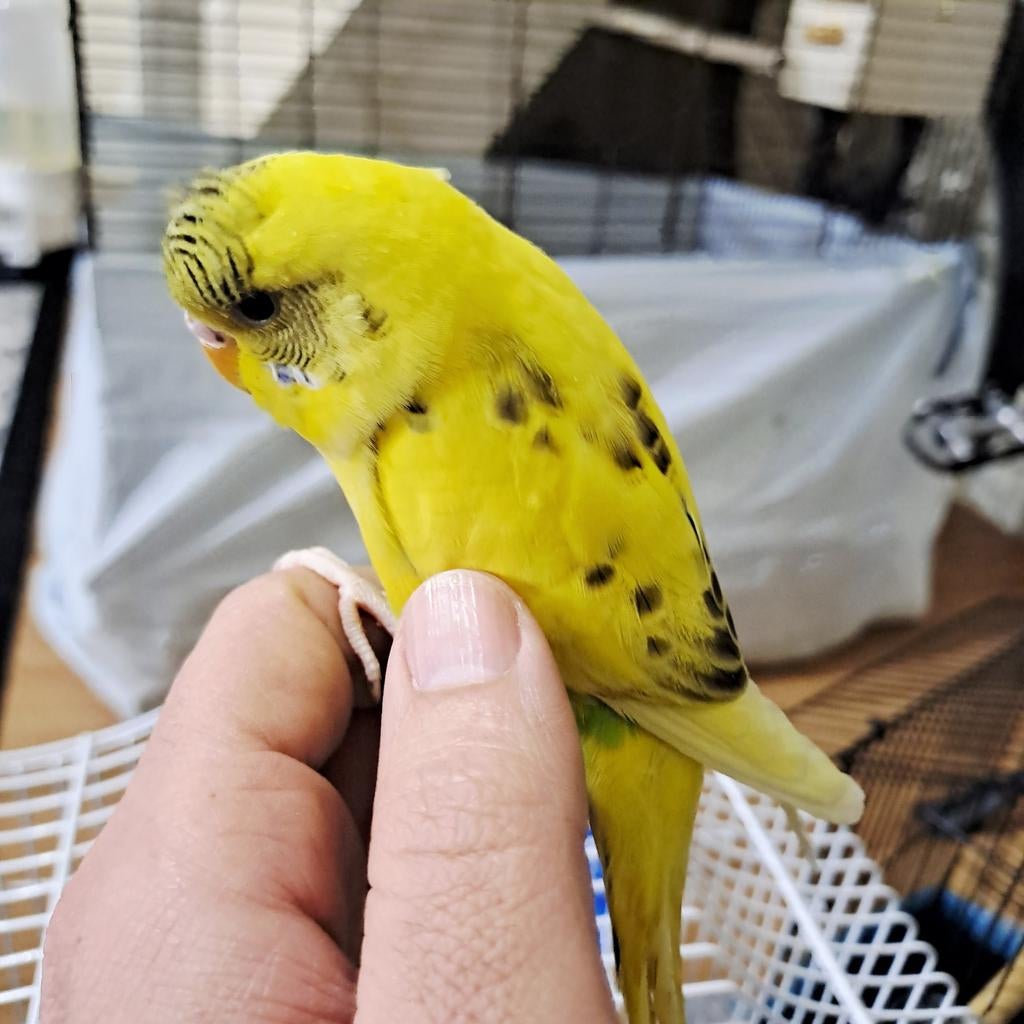 Een kalme en mooie vogel