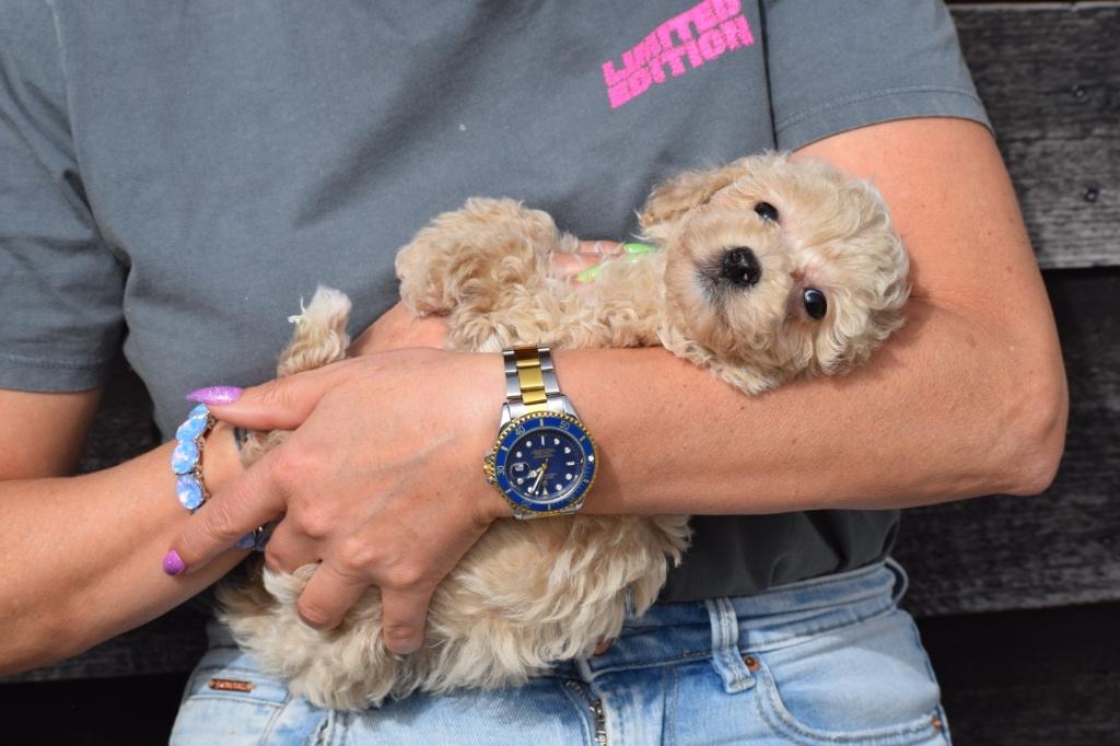 Maltipoo pups = kruising poedel mooie keuze, België, Overige rassen, 8 tot 15 weken, Parvo