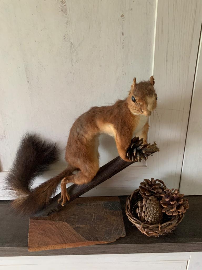 Opgezette eekhoorn, Ophalen, Gebruikt, Wild dier, Opgezet dier