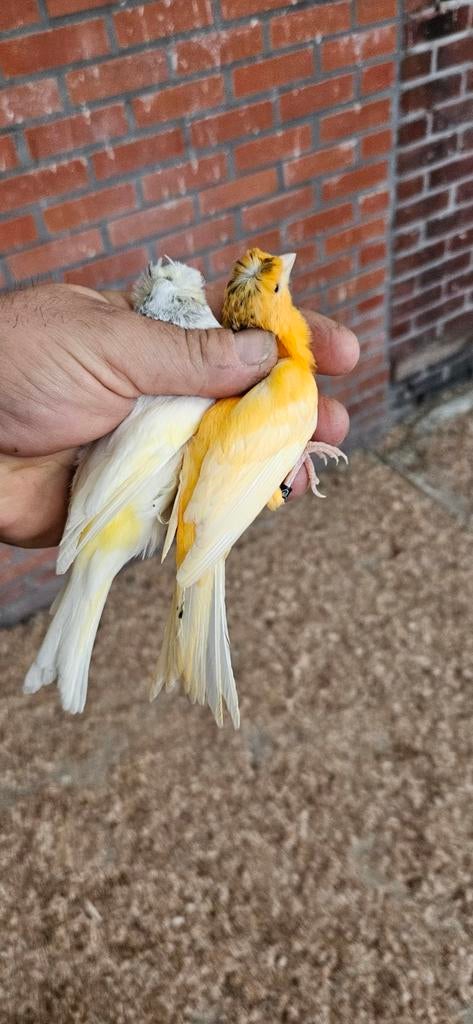 Kanaries te koop, Dieren en Toebehoren, Vogels | Kanaries