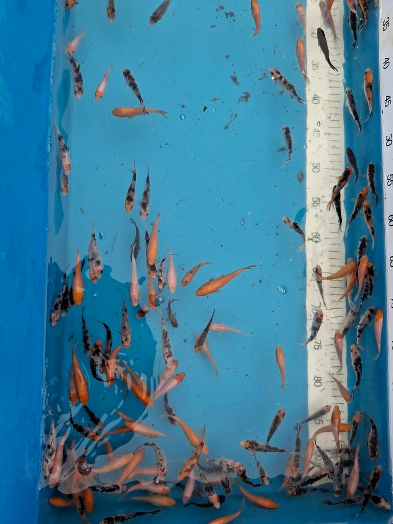 Japanse koi tosai nakweek 6/8 cm, Dieren en Toebehoren