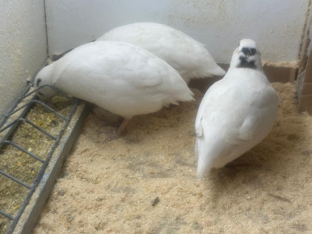 Kwartel broedeieren, Geslacht onbekend, Overige soorten