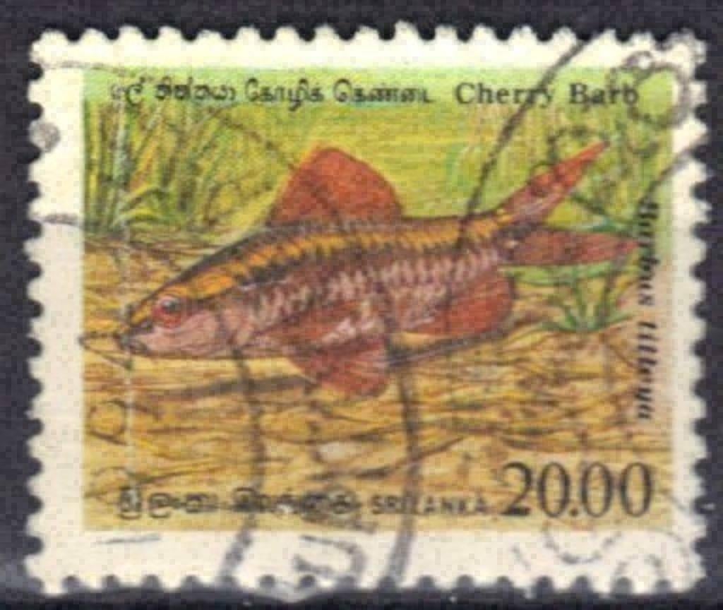 Sri Lanka 1990 - Yvert 938 - Poissons indigènes (ST), Envoi, Affranchi