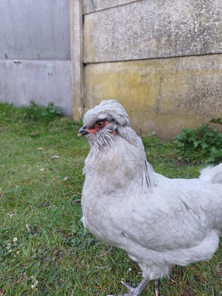 Koppel Britse Araucana's