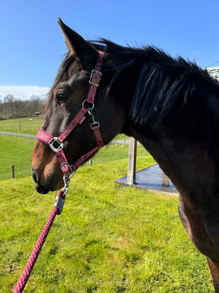 hengst 2jaar-KWPN-zoon Lanto Hbc-springen-dressuur-fokkerij, Dieren en Toebehoren, Met stamboom, 0 tot 2 jaar, Hengst, L