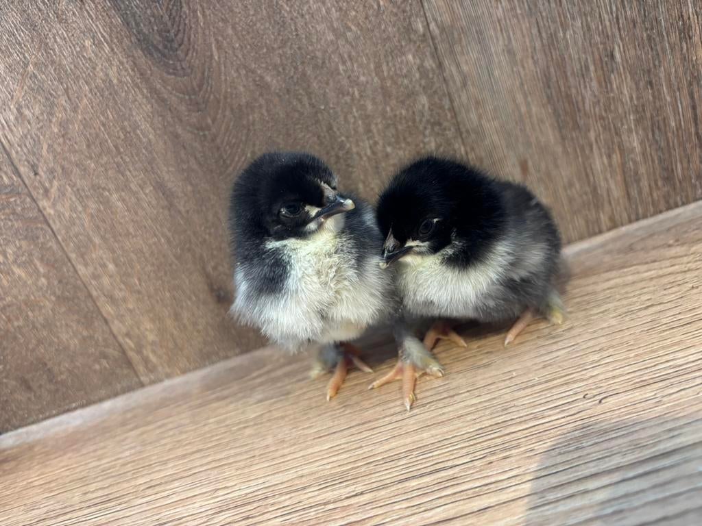 Marans kuikens, Dieren en Toebehoren, Pluimvee, Geslacht onbekend