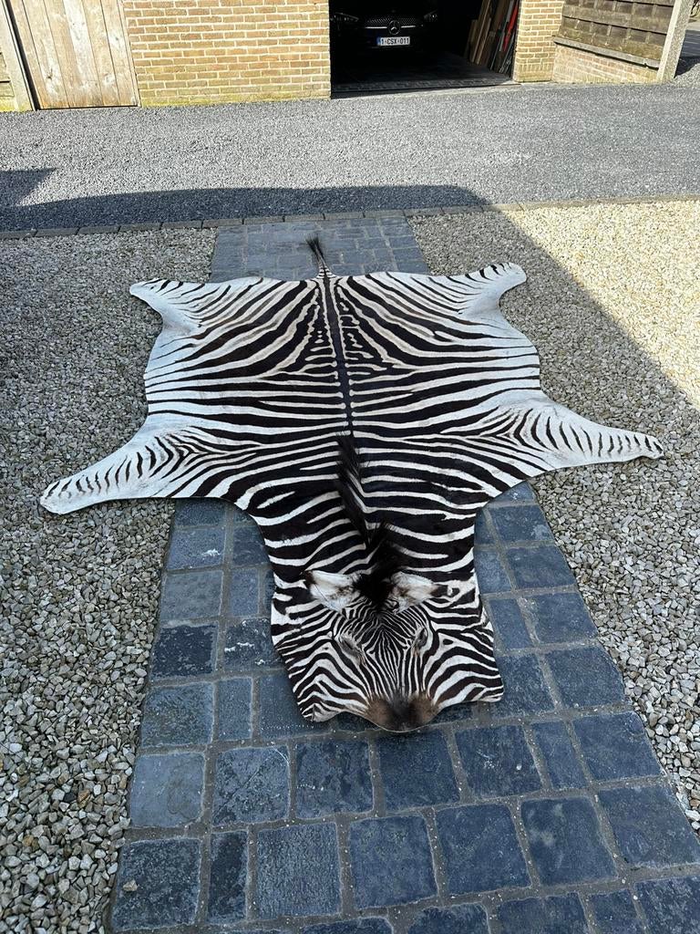 Zebra huid vel, Ophalen