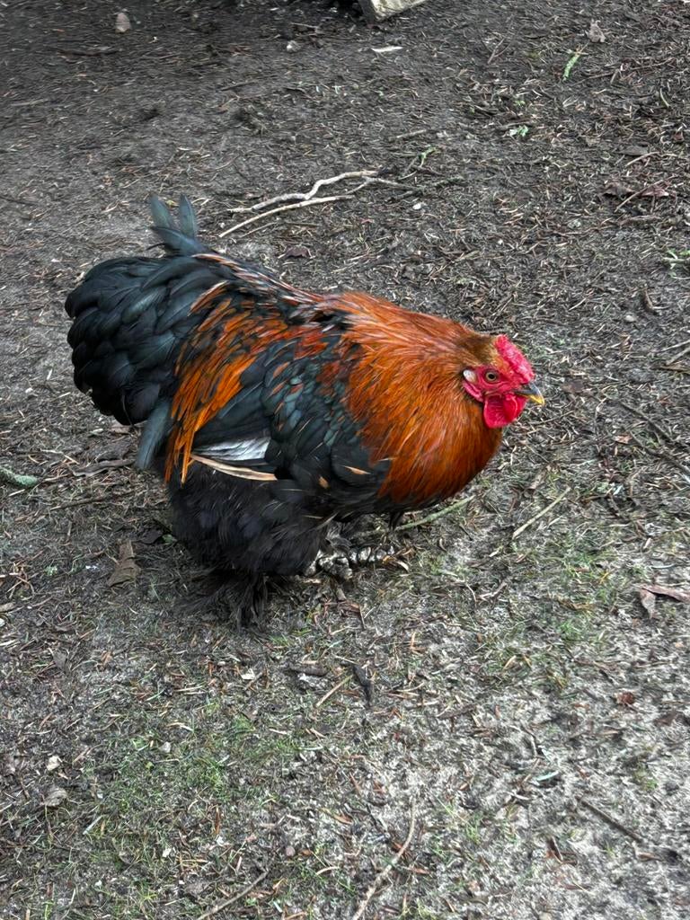 Gratis haantje mix cochin kriel - wyandotte, Dieren en Toebehoren, Pluimvee, Mannelijk, Kip