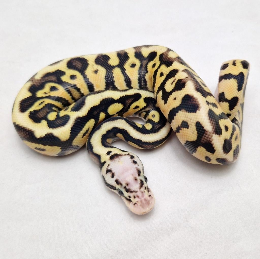 Enchi Pastel Spotnose koningspython man, Dieren en Toebehoren, Slang, 0 tot 2 jaar