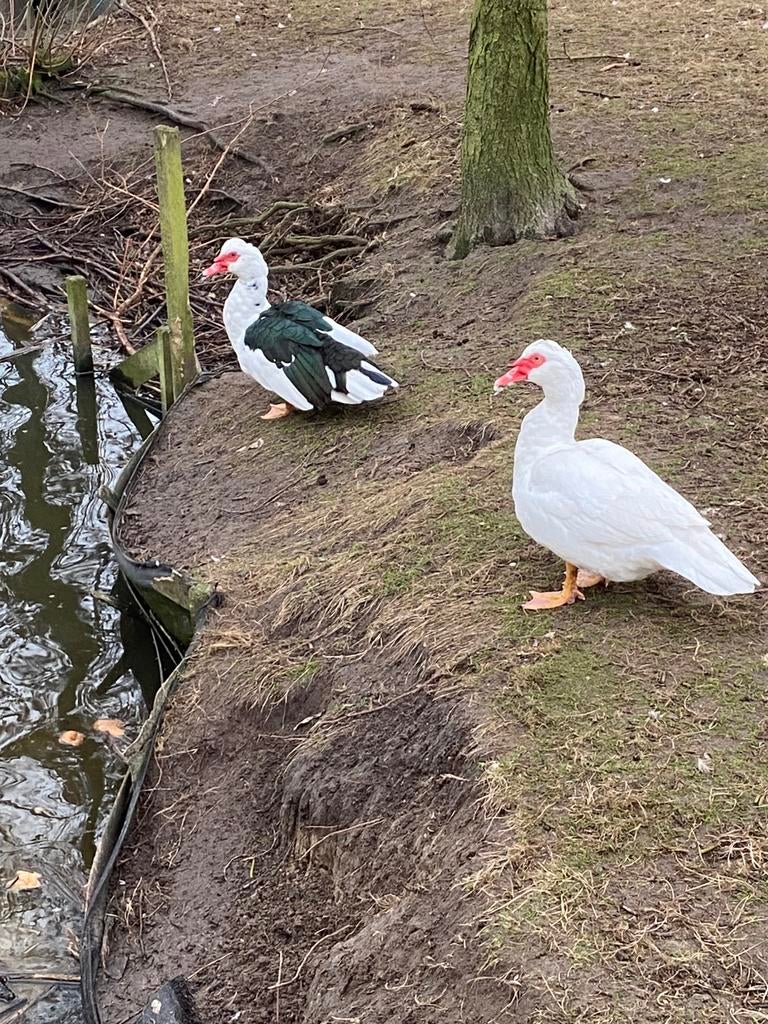 Barberie eenden ( hanen )