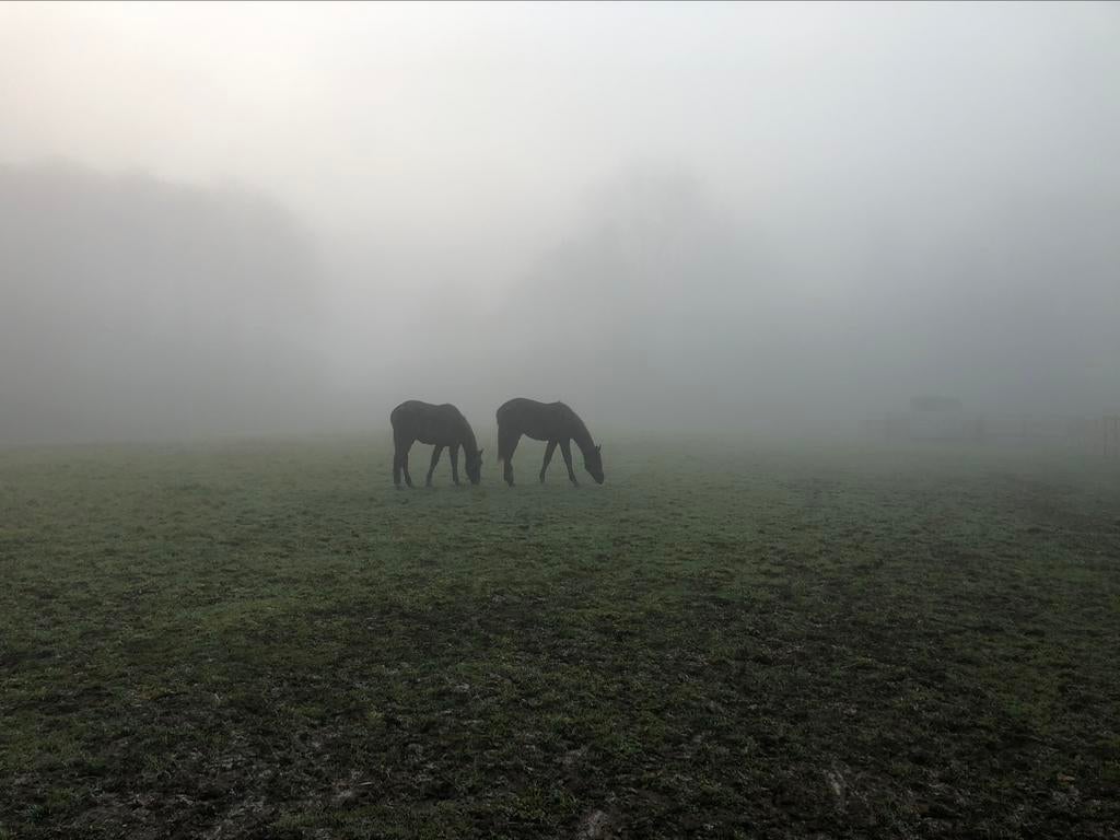 Gratis paardenmest Winksele/Herent, Ophalen