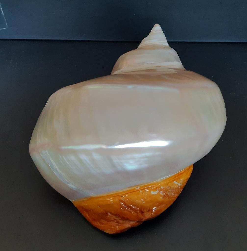 Turbo poli, Enlèvement ou Envoi, Coquillage(s)