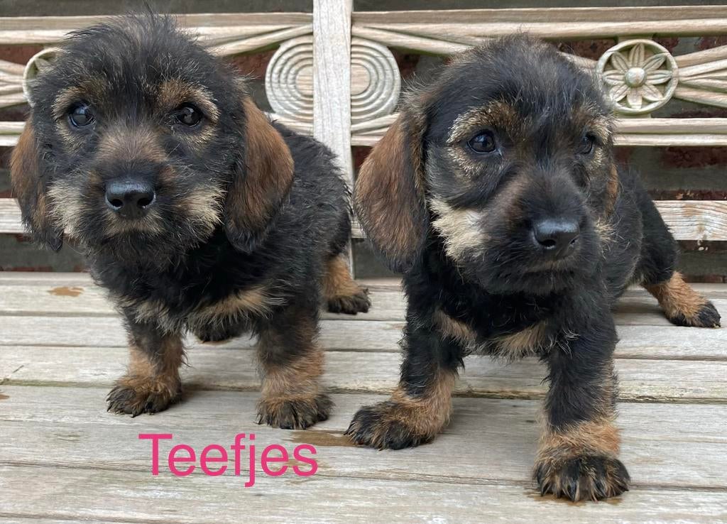 Teckels à poil dur, Animaux & Accessoires, Autres races, Plusieurs, Hépatite contagieuse (maladie de Rubarth), Belgique