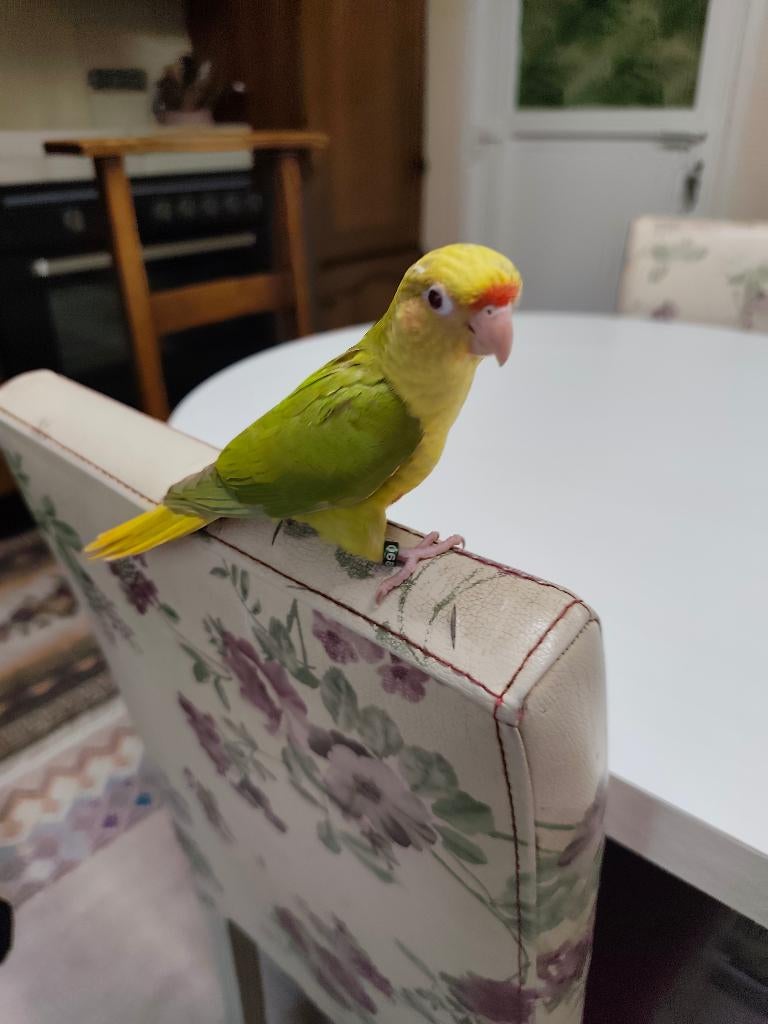 Pyrrhura, Dieren en Toebehoren, Meerdere dieren, Parkiet, Tam