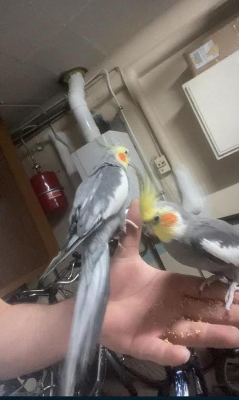 Valkparkieten koppel, Animaux & Accessoires, Oiseaux | Perruches & Perroquets, Perruche, Plusieurs animaux, Domestique