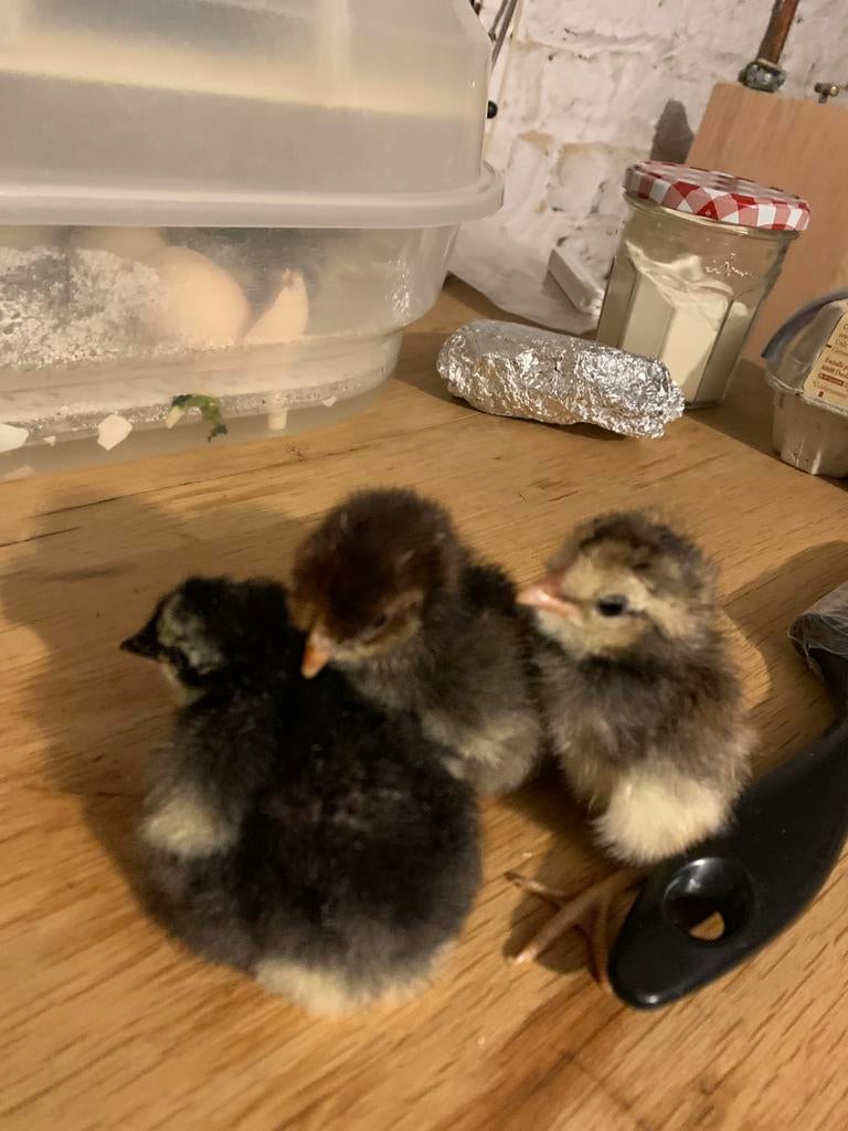 3 poussins non sexés disponible à vendre, Animaux & Accessoires, Plusieurs animaux, Poule ou poulet