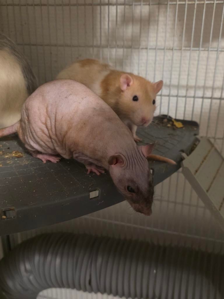 Rat om te geven, Dieren en Toebehoren, Knaagdieren, Juni, Rat