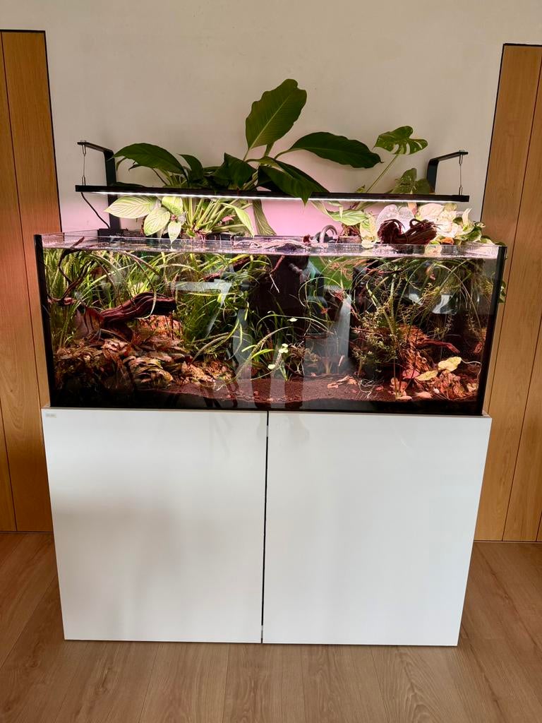 Strak rimless aquaja 535 aquarium, Ophalen, Zo goed als nieuw, Gevuld zoetwateraquarium