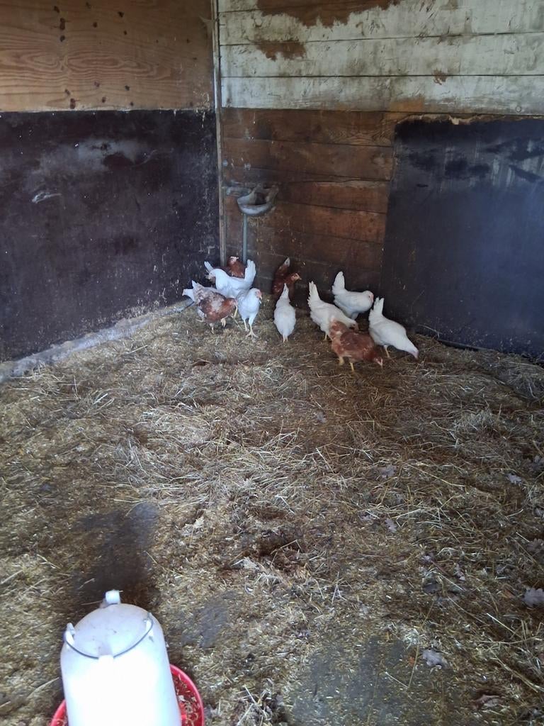 Jonge legkippen, Dieren en Toebehoren, Pluimvee, Kip, Vrouwelijk