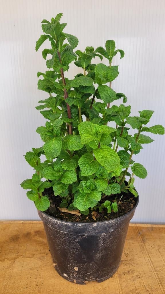 Marokkaanse munt, Tuin en Terras, Planten | Tuinplanten, Ophalen, Volle zon, Vaste plant, Kruiden