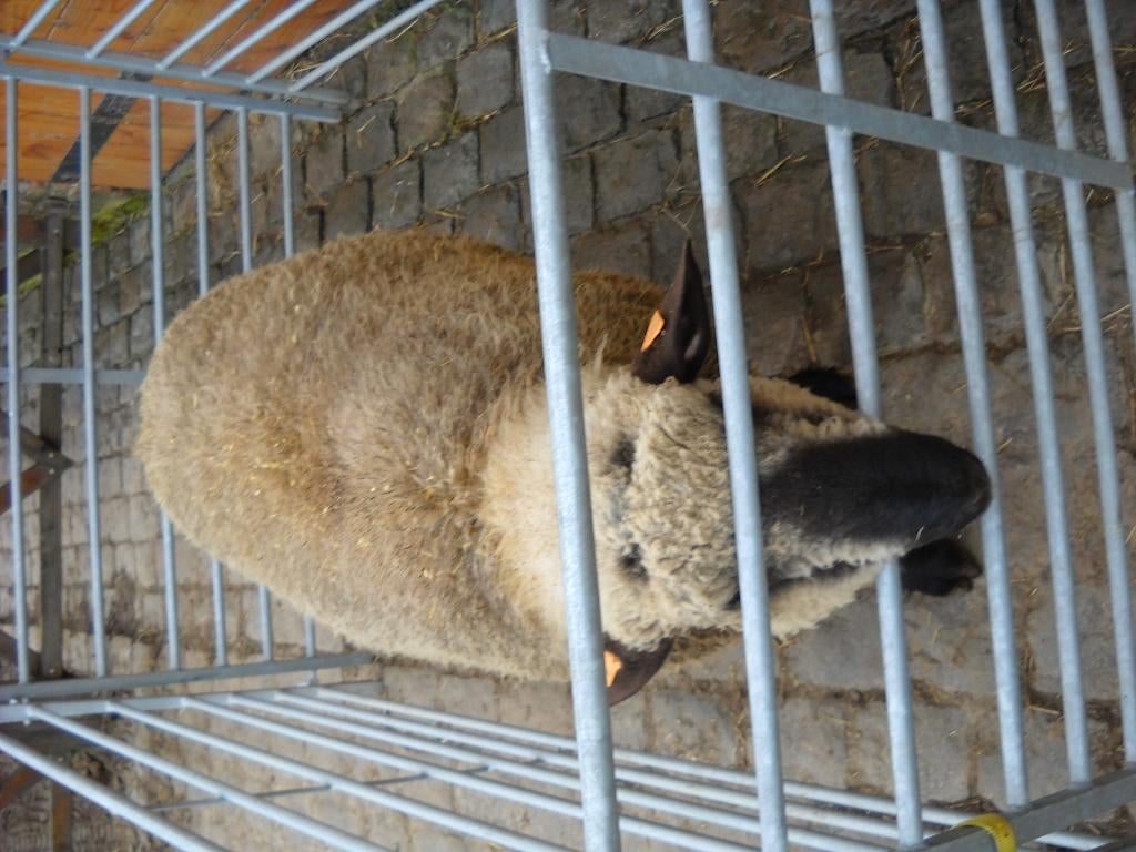 Hampshire down ram van februari 2025, Dieren en Toebehoren, Mannelijk, Schaap, 0 tot 2 jaar