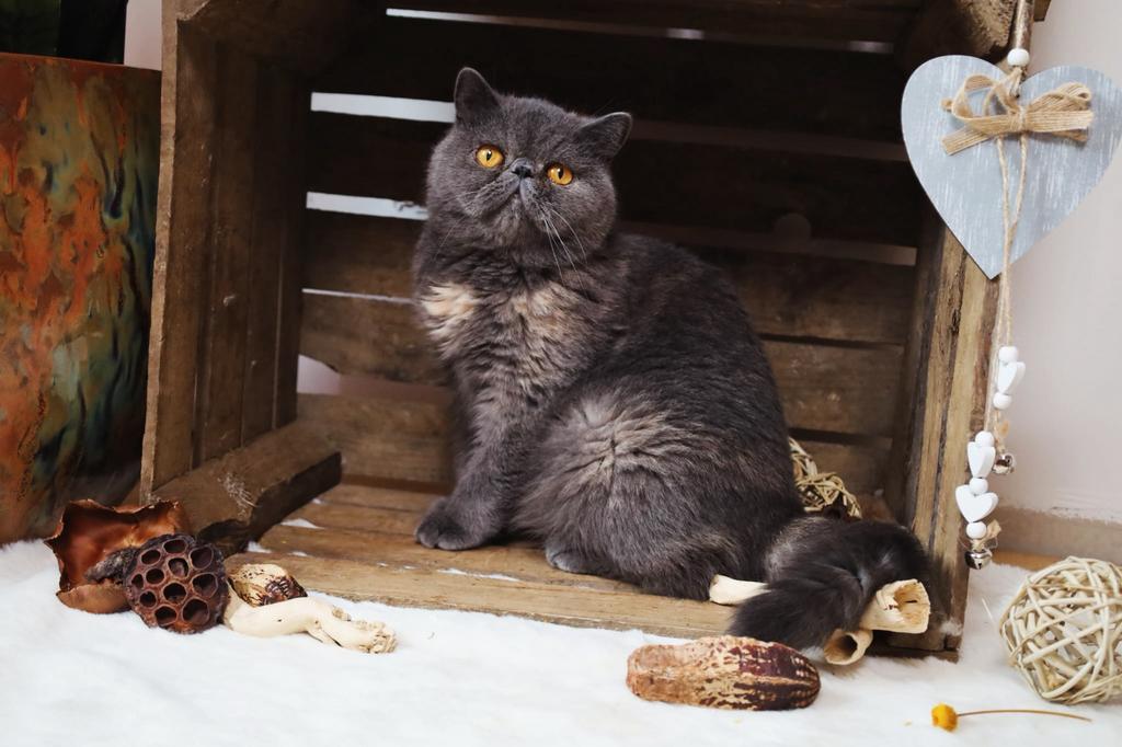 Exotic poes, Poes, Kortharig, 0 tot 2 jaar