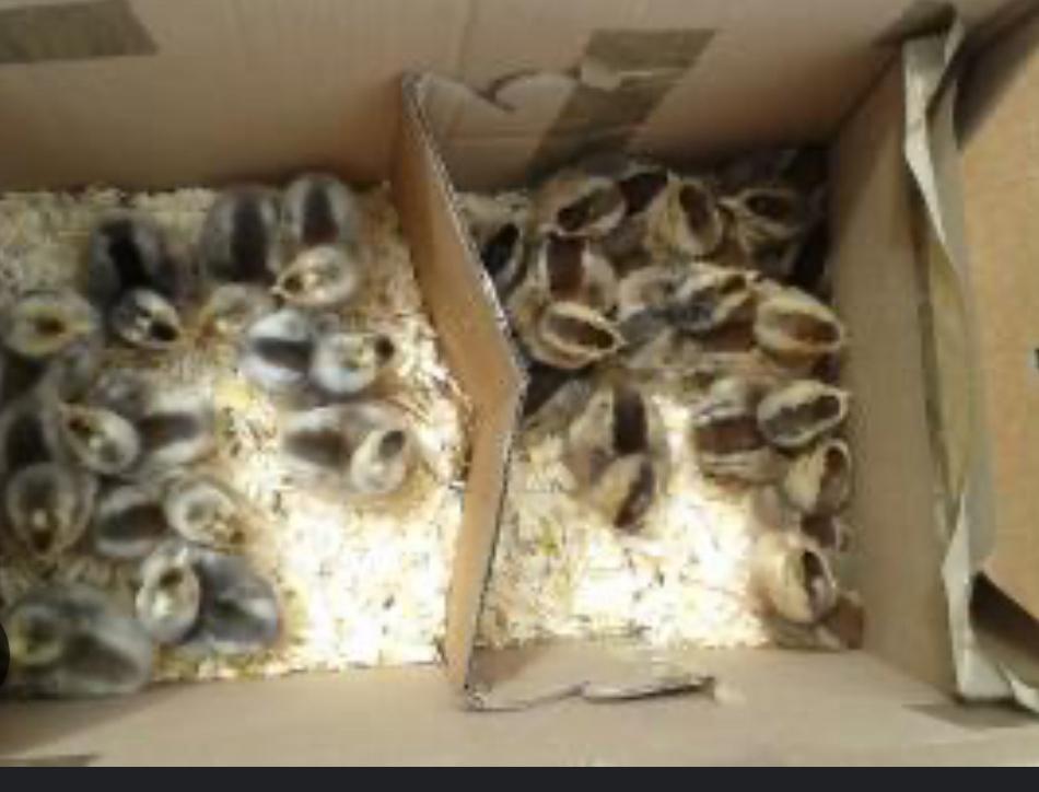 Cream de legbar kuikens (groenleggers), Dieren en Toebehoren, Pluimvee