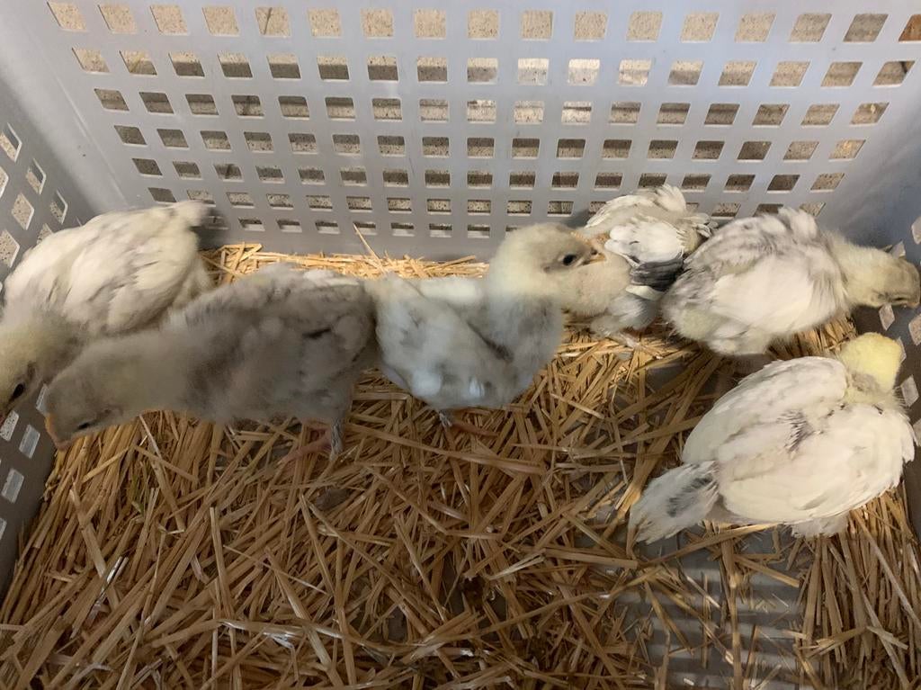 6 vuilwitte Mechelse hoen kuikens, Dieren en Toebehoren, Pluimvee, Kip