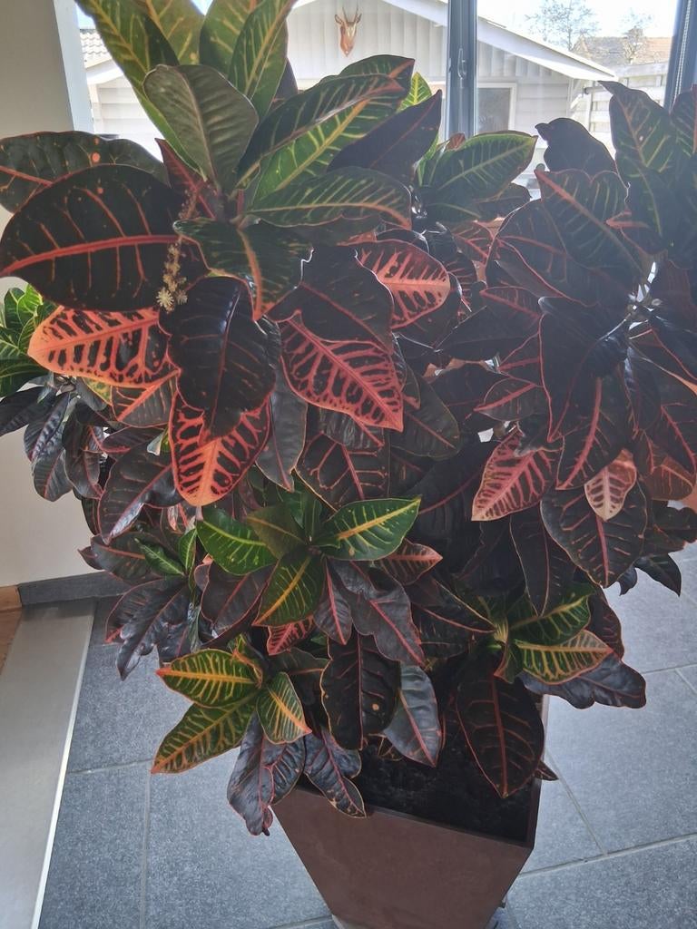 Wonderboom, Tuin en Terras, Ophalen