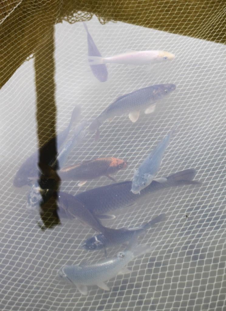 Koi de 12 à 15 cm, Carpe ou Koï