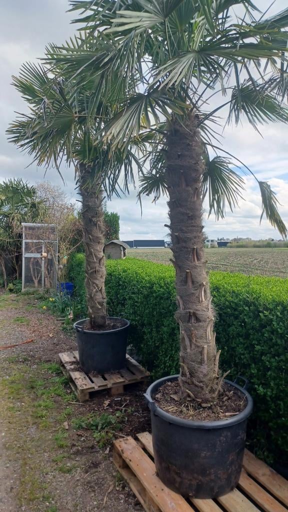 Palmbomen trachycarpus Fortunei, Tuin en Terras, Planten | Bomen, Palmboom, 250 tot 400 cm, Lente, Ophalen